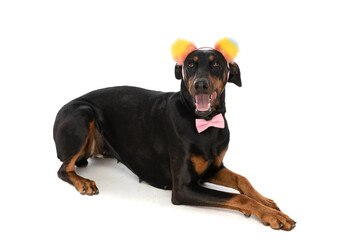 side view of sweet dobermann dog with colorful ears and bowtie panting