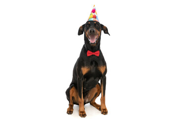 elegant dobermann dog with birthday hat and bowtie panting