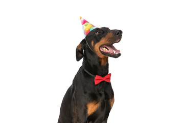 eager little dobermann dog looking up while wearing birthday hat