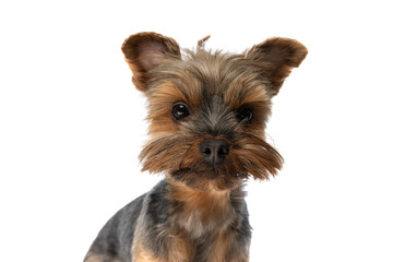 beautiful yorkshire terrier dog looking at the camera