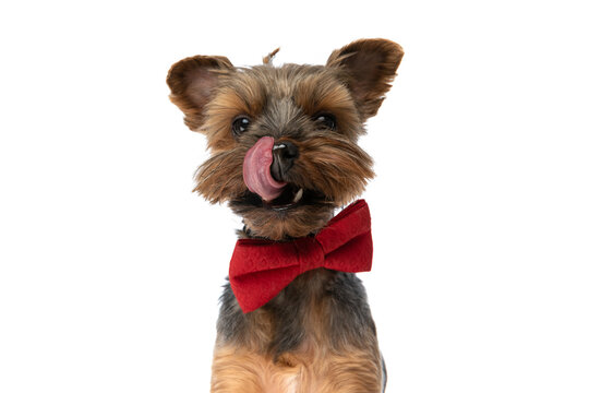 sweet yorkshire terrier dog licking his nose