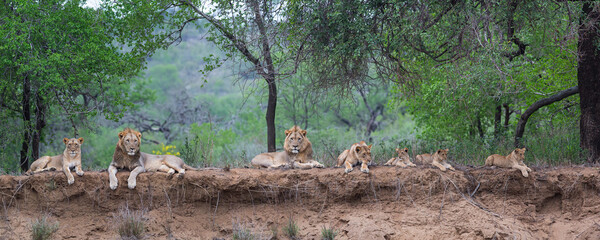 Lion family resting on the dry riverbank of the Mkuze river in Zimanga Game Reserve in Kwa Zulu Natal in South Africa - obrazy, fototapety, plakaty