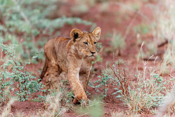 Fototapeta na wymiar Lion cub discovering the world in Zimanga Game Reserve near the city of Mkuze in South Africa