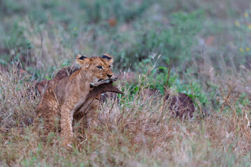 Lion cub discovering the world in Zimanga Game Reserve near the city of Mkuze in South Africa