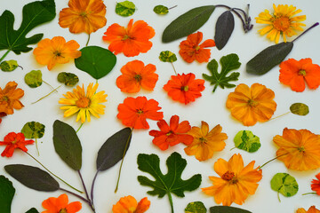 Colorful pressed dried edible flowers for cake decoration