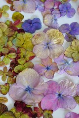 Green and purple pressed dried hydrangea hortensia flowers