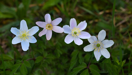 Wood Anemone or Windflower (Anemone nemorosa) in spa gardens of Baden Baden. Baden Wuerttemberg, Germany, Europe