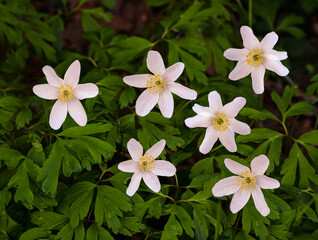 Wood Anemone or Windflower (Anemone nemorosa) in spa gardens of Baden Baden. Baden Wuerttemberg,...