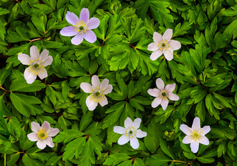 Wood Anemone or Windflower (Anemone nemorosa) in spa gardens of Baden Baden. Baden Wuerttemberg, Germany, Europe