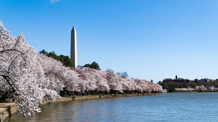 Cherry Blossoms on the Potomac