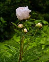 Beautiful peonies bloom with water drops. Botanical Garden, KIT Karlsruhe, Germany, Europe
