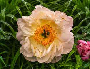 Beautiful peonies bloom with water drops. Botanical Garden, KIT Karlsruhe, Germany, Europe