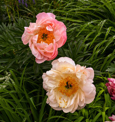 Beautiful peonies bloom with water drops. Botanical Garden, KIT Karlsruhe, Germany, Europe