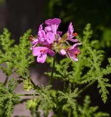 Pelargonium denticulatum. KIT Karlsruhe, Baden Wuerttemberg, Germany