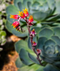 Blossom of Crassulaceae - Echeveria
