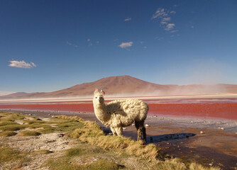 LLAMA AT LAGUNA COLORADA © Sandra