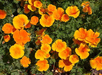 California Poppy (Eschscholzia californica)_Botanical garden KIT Karlsruhe, Baden Wuerttemberg, Germany