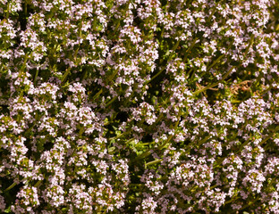 Flowers of the common Mediterranean Thyme (Thymus vulgaris). KIT Karlsruhe, Baden Wuerttemberg,...