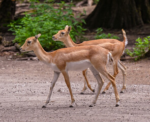 Blackbuck at the forest edge. Karlsruhe, Baden Wuerttemberg, Germany