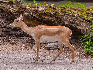 Blackbuck at the forest edge. Karlsruhe, Baden Wuerttemberg, Germany