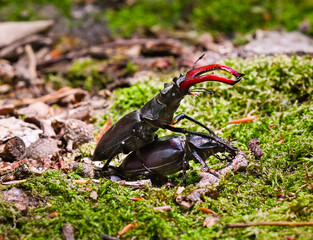 Pair of stag beetles reproducing in the forest on moss . Baden Baden, Baden Wuerttemberg, Germany,...