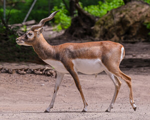 Blackbuck at the forest edge. Karlsruhe, Baden Wuerttemberg, Germany