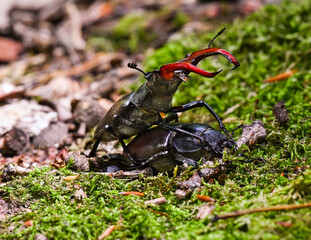 Pair of stag beetles reproducing in the forest on moss . Baden Baden, Baden Wuerttemberg, Germany,...
