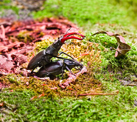 Pair of stag beetles reproducing in the forest on moss . Baden Baden, Baden Wuerttemberg, Germany, Europe