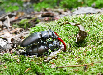 Pair of stag beetles reproducing in the forest on moss . Baden Baden, Baden Wuerttemberg, Germany,...