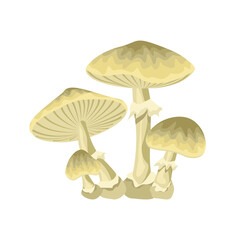 Inedible mushrooms amanita phalloides. Fungal vector illustration. Poisonous toadstools isolated on white background.
