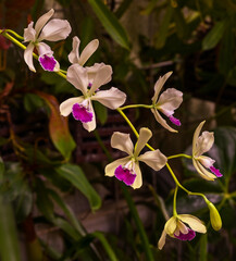 Orchidaceae Cattleya deckeri. Botanical Garden, KIT Karlsruhe, Germany, Europe.