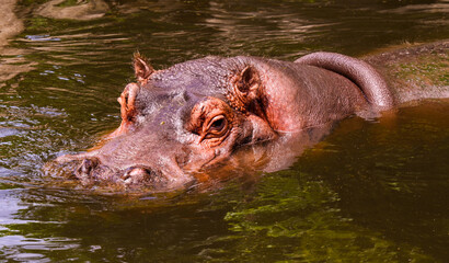Head shot of hippo