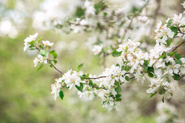 Blooming apple tree in spring time. Flower background. Soft focus