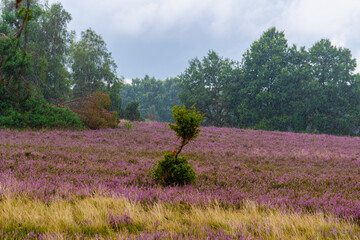 die Lüneburger Heide in voller Blüte, das Heidekraut duftet nach Honig