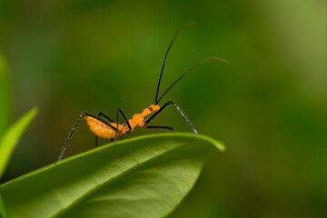 Milkweed assassin bug nymph hunting for small insects in plant foliage at night. Classified as true...