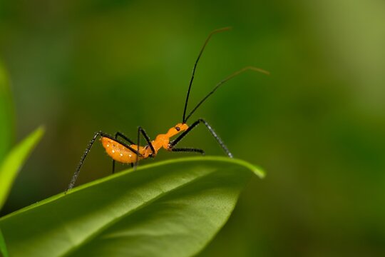 Milkweed assassin bug nymph hunting for small insects in plant foliage at night. Classified as true bugs in the hemiptera order, they are found throughout the Americas and West Indies.