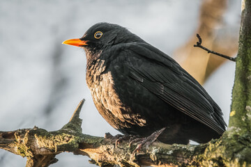 Amsel im Sonnenschein