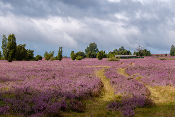 Fototapeta na wymiar die Lüneburger Heide in voller Blüte, das Heidekraut duftet nach Honig