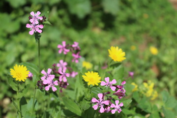 Obraz premium Silene gallica (French catchfly )