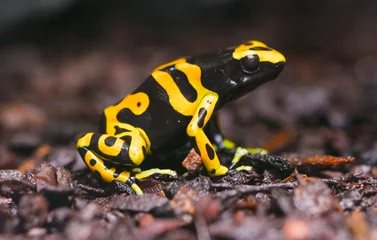 Foto auf Acrylglas Yellow-banded poison dart frog or yellow-headed poison dart frog (Dendrobates leucomelas). Tropical frog living in South America. © karlo54
