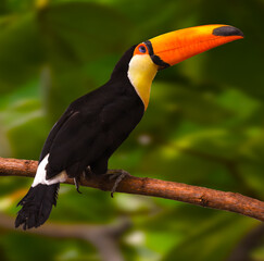 Toco toucan on branch
