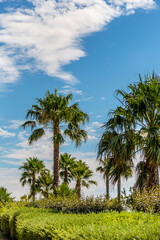 Palm Trees Across Blue Sky