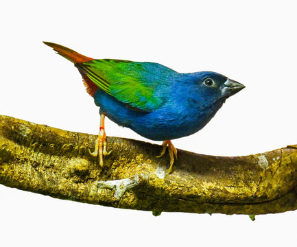 Tricoloured Parrotfinch Erythrura tricolor adult male