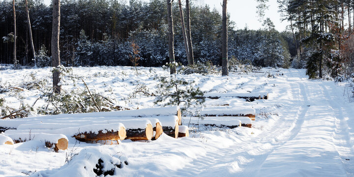Cut wood logs in forest under snowfall cover. Winter sunny day in woodlands.