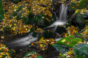 Obraz na płótnie Canvas Sumny and Bily creek in autumn morning in Jeseniky mountains