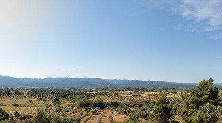 Panoramic view of olive grove with mountains in the background
