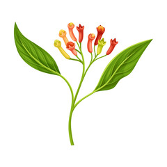 Clove Tree Branch with Ripe Aromatic Flower Bud Vector Illustration