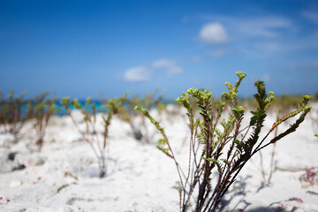Small green plants closeup on the sandy beach near sea. Selective focus.