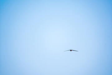 Common Swift, Apus apus, flying with clear blue sky background on a sunny summer day.