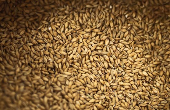 Barley malt grains for beer.